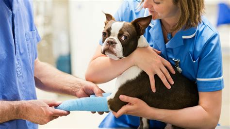 While on average, routine annual veterinary care might cost between $200 to $400 for dogs and $90 to $200 for cats, unplanned events such as accidents, injuries, or if your pet does have an emergency, you can minimize costs by providing the vet with as much specific information as possible. Dreaded Emergency Vet Visits — Here's How Much They Really ...