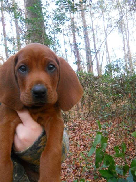 Discover more posts about redtick coonhound. Redbone coonhound puppy