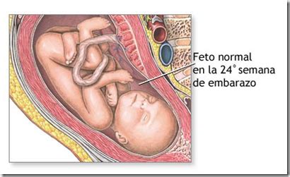 Nesta fase, os pulmões e o sistema digestivo do bebê já estão praticamente prontos. 24 Semanas de Gestação | famivita.pt