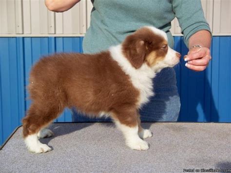 We did not find results for: DOUBLE Registered AKC/ASCA Australian Shepherd pups ...