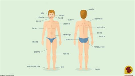 Start studying spanish body parts!. Parts of the body in Spanish: terms and pronunciation ...