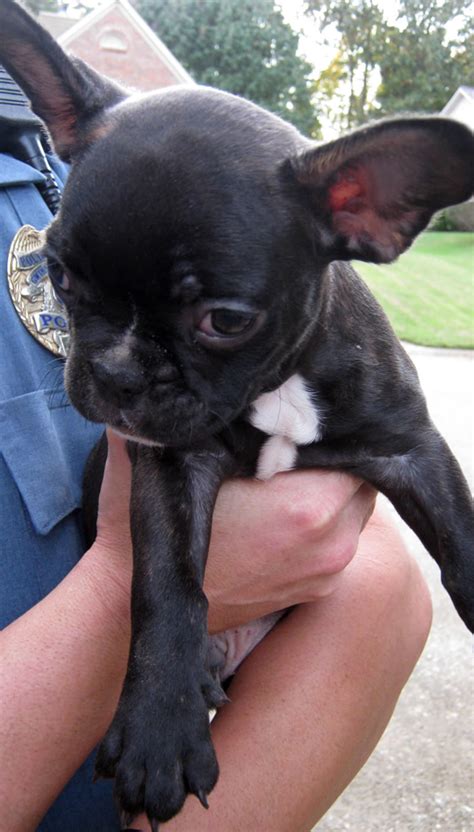 I am a small breeder in the atlanta, ga area (yes, my cell phone is a utah number, but i live in atlanta). Atlanta-area police recover stolen French bulldog puppies ...