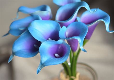 From teal and turquoise flowers to navy blooms and everything in between, our favorite florals sing the blues in a good way. 9 Turquoise Purple Calla Lilies Real Touch Flowers For ...