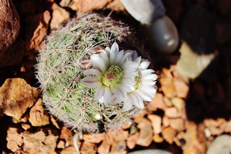 Not throwing that one away! April 10, 2014 Barrel Cactus in Bloom. The blooms only ...