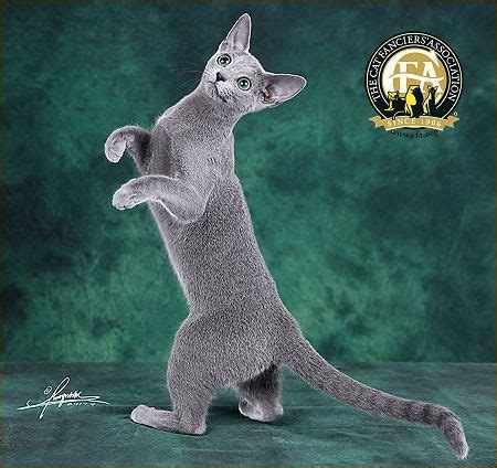 Our goal is give you information about the people behind the phone numbers calling you you just need to enter the number, and give us some time to perform the research in our extensive database. Russian Blue Top Cats - The Cat Fanciers' Association, Inc