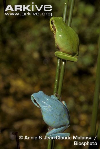 See full list on frogpets.com Mediterranean tree frog, blue morph and green morph | Tree ...