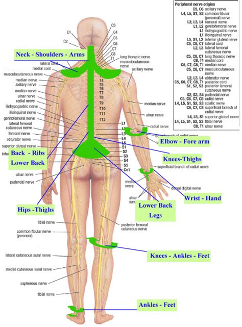 You can see that the three cords branch to form the five terminal nerve branches which supply the upper limb Pin on whats my pain