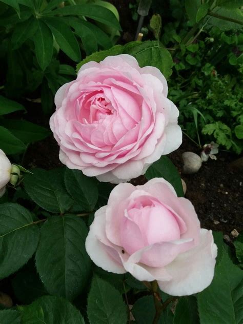 Jacky hobbs creative freelance david austin rose garden. Olivia Rose Austin - Beautiful full lush pale pink rose by ...