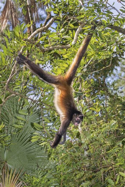 Meu corpo todo se tremeu e nem minha cobra entendeu cumé que. Macaco-aranha - ecologia, características, fotos - InfoEscola