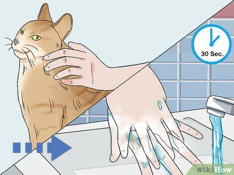 With this in mind, your cat may still be allergic to orchids or any other type of flowering plant, so if do you have a cat with seasonal allergies, or does your cat simply love the plants that you add to your home? How to Keep a Cat if You Are Allergic to Cats: 9 Steps