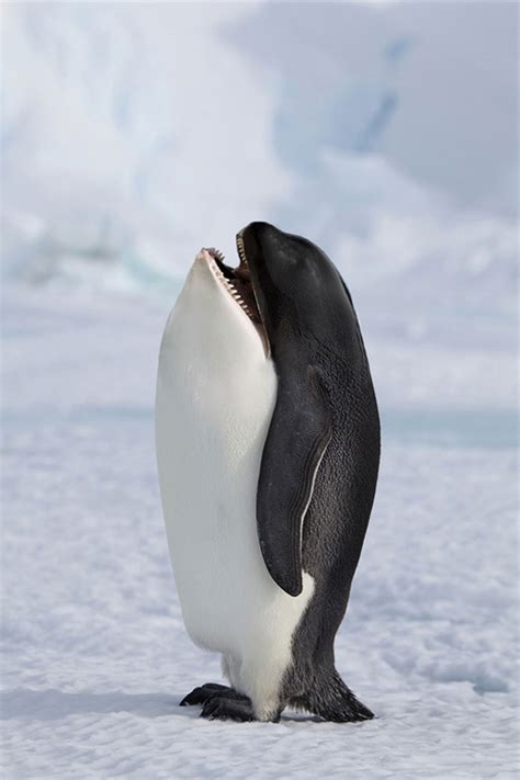 One may think of mutations or pokemon when looking at them. 15 New Really Wacky Species Of Animals Created Using ...