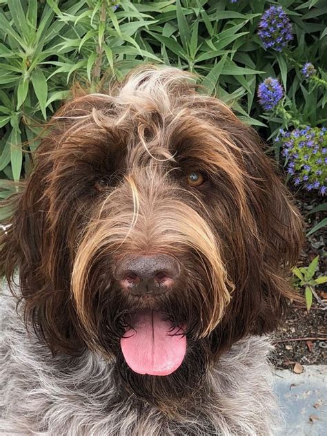 We are dedicated to protecting and improving the wirehaired pointing griffon breed we love so much. Pin op Wirehaired Pointing Griffons (and Cody)