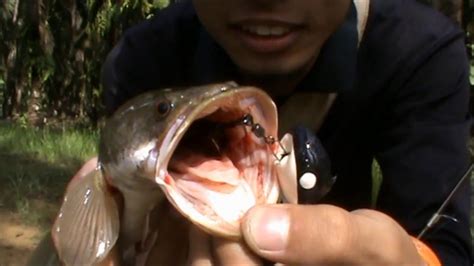 04/ul#mancing ikan haruan/gabus di spot sawitan. casting ikan haruan or snakehead 26 - YouTube