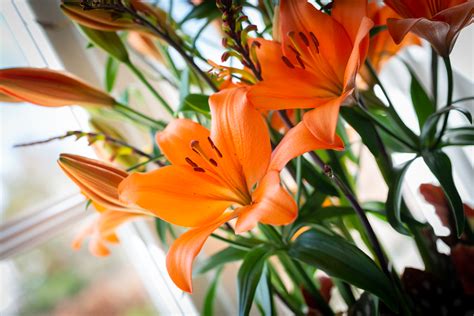 The home of sunderland on bbc sport online. Buy Lily Bulbs |Sunderland Asiatic Lily | Gold Medal ...