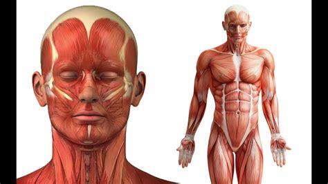Now you can go back and mark where key parts of the body fall in relation to one another. Human body organs anatomy, pictures, diagram and worksheet ...