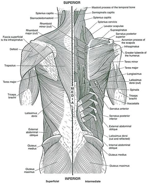 You can down load these photograph, click download image and save image. Muscles Coloring Pages Abdominal Anatomy Page Book Ideas ...