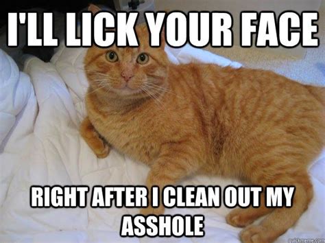 There are two cats and four dogs in each episode, the viewer experiences a small adventure of the inseparable friends and gets acquainted with the features of their parents' professions. 10 Cat Logic that will blow your mind | Funny cat jokes ...
