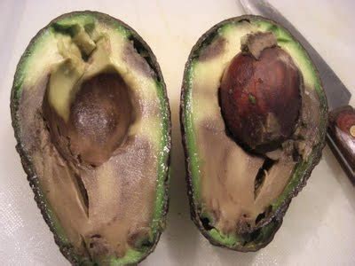 May 24, 2021 · examining the avocado 1. My life... mi vida... ma vie... mero jiban...: Avocado funeral