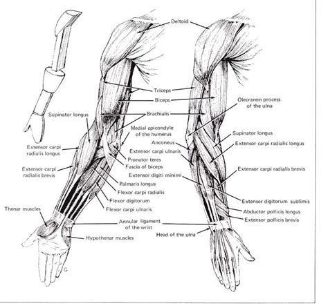 Skeletal muscle moves bones and other structures. 15 best Female arm images on Pinterest | Anatomy, Arm ...