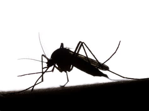 Black and white mosquito texas. Black And White Silhouette Of Mosquito Stock Photo ...