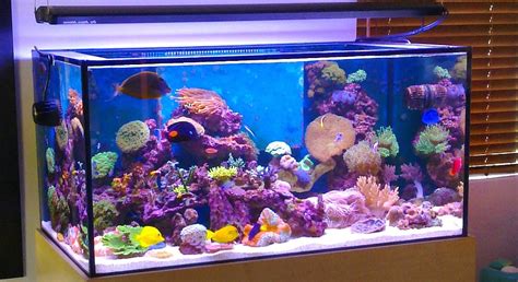 Have you finally made up your mind about that aquarium upgrade you've been talking about for a while? Best Harga Kaca Aquarium Stiker Kaca - Stiker Kaca