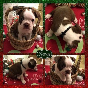 By breeding to the standard, we are ensuring that future generations will continue to look like. Boston Terrier puppy for sale in ODENVILLE, AL. ADN-56774 ...