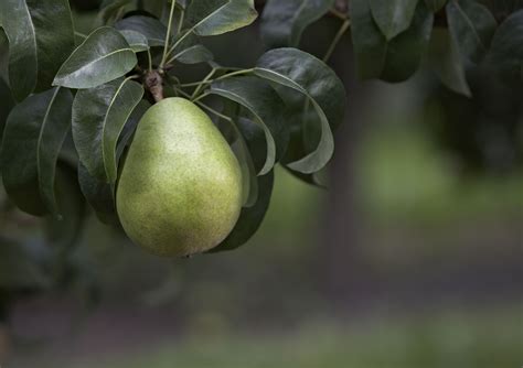 As with poaching, additional sweeteners, wine, and spices assist in bringing out the pears' flavors. Green Anjou Pears: Nutrition, Ripening, History & More ...