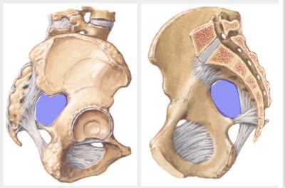 ・ elemental burst remains even after switching making it easier to do cryo combos and deal strong damage. Gluteal Region and Thigh - Human Anatomy 1 with Fisher at ...