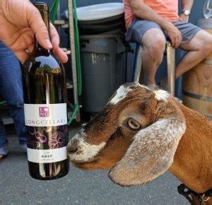 See more of goat pet products on facebook. Kitsap Humane Society | Wineries Share Their Love for ...