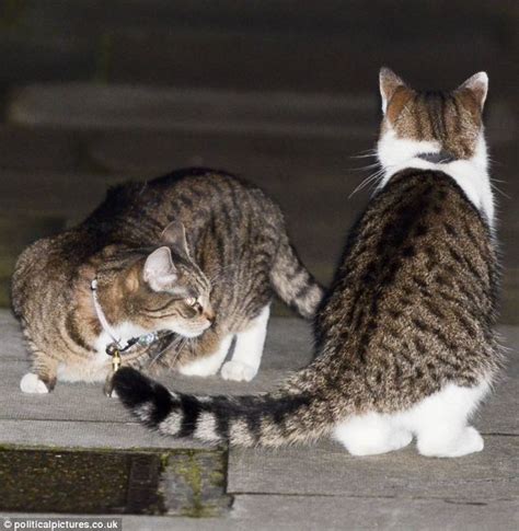 For instance, the author of the 1998 journal of ethology study. Cameron vs Osborne early morning cat fight on the steps of ...