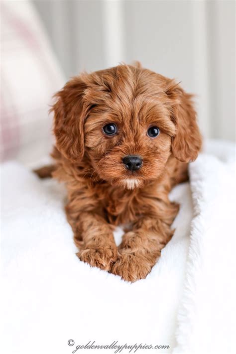 Find a cavapoo puppy from reputable breeders near you in minnesota. Cavapoo Puppies In Iowa For Sale