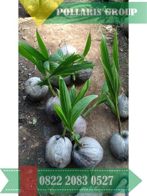 Benih bibit melon anti virus di budidaya petani indonesia. Jual Benih Kelapa Pandan - BENIH TOKO