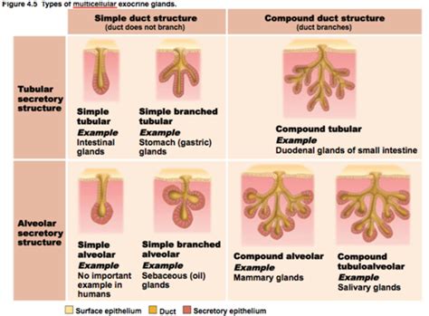 Maybe you would like to learn more about one of these? Pengelompokan Jaringan Epitel Berdasarkan Struktur dan ...