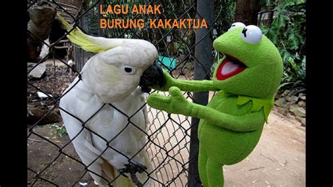 If you have a link to your intellectual property, let us. Lagu Anak Burung Kakak Tua Lagu Anak Hits - YouTube