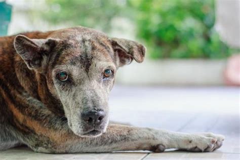 Les petites boules sont de l'acide hyaluronique mal répartis. Chien avec une boule sous la peau - Causes et traitement