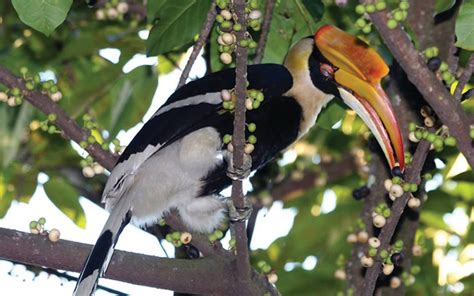 Burung murai batu malaysia sering dilombakan. Kompleks Hutan Belum Temengor destinasi pemerhati burung ...