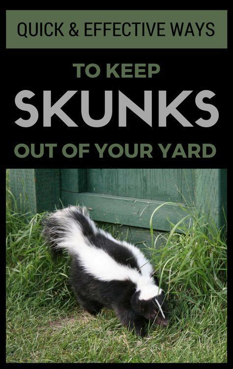 How do you get rid of raccoons under your deck, anyways? Try these methods, you just might be successful in getting ...