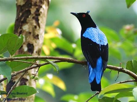 Harga burung kepodang bali di pasaran berada pada kisaran rp 200000 hingga rp 300000 saja. Tips agar burung cucak biru rajin berbunyi - OM KICAU
