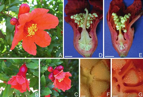 This variety's trees look very beautiful and catchy. Pomegranate flowers. ( A ) Fully open flower showing vivid ...