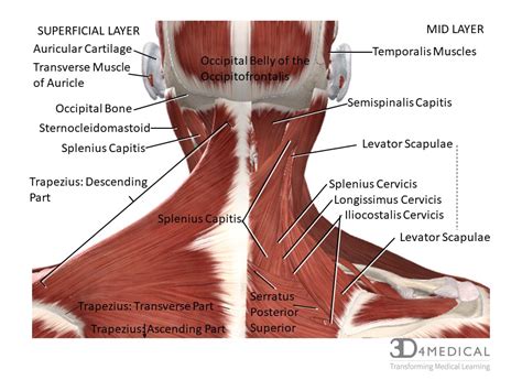 Many conditions and injuries can affect the back. Back Of Neck Region Anatomy : Parotid Gland , Anatomy QA ...