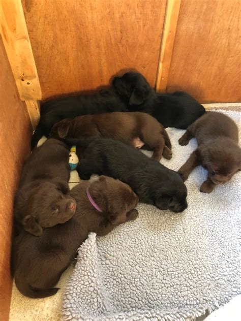 We serve customers in iowa as well as nationwide. Show lab puppies for sale | Preston, Lancashire | Pets4Homes