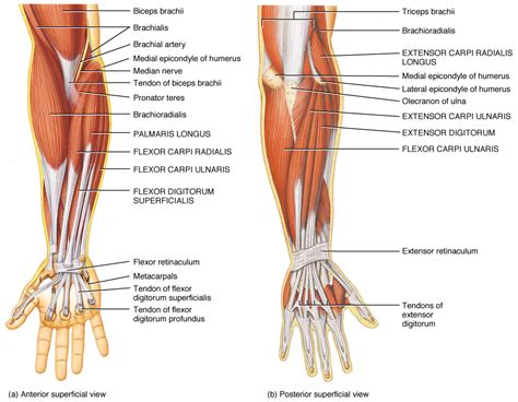 How muscles are named, 285 hints on how to deduce muscle actions, 286. The muscles of the arm and hand - Anatomy-Medicine.COM