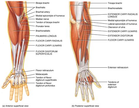 It attempts to pull the radius towards. The muscles of the arm and hand - Anatomy-Medicine.COM