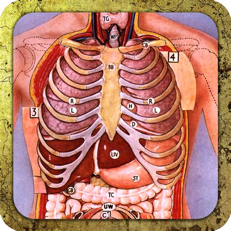 The torso muscles attach to the skeletal core of the trunk, and depending on their location are this article will give you an overview of the torso musculature and serve you as a hub from which you can. Anatomy Of Upper Yorso : The bones of the chest and upper ...