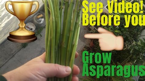 Who doesn't love asparagus spears sauteed in butter and garlic, baked with olive oil, or grilled. How to Grow Asparagus at home (DIY Planter Box) - YouTube