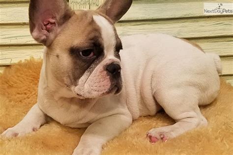If you need french bulldog stud service take a look here. Pin by Deborah Trevino on FRENCHIE BABIES BORN 05/17/17 ...