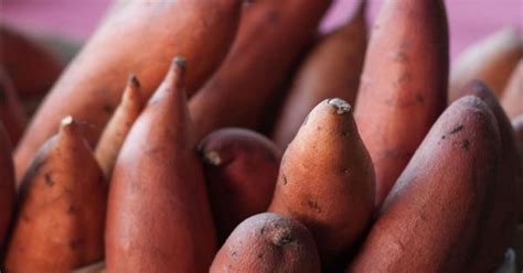 Sweet potatoes are only distantly related to potatoes. Polynesian sweet potato mystery solved: epic transoceanic ...