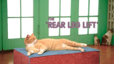 We are closed on sundays. Get Your Lazy Cat Into Shape With Cat Aerobics | Lazy cat ...