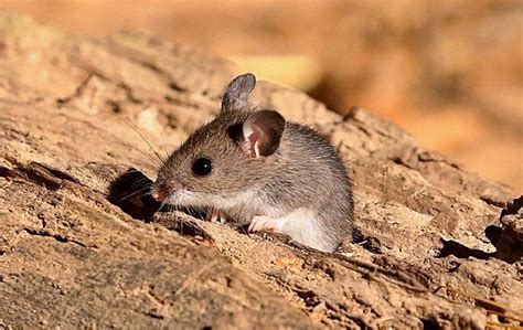 Family operated and locally owned. Pest Library | Common Pest Identification In San Jose, CA