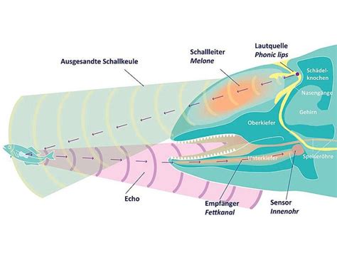 Die finne des schweinswals ist dreieckig und befindet sich mittig auf dem rücken. Schweinswale